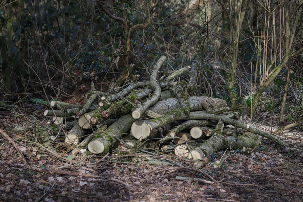 Tree Health & Cabling
